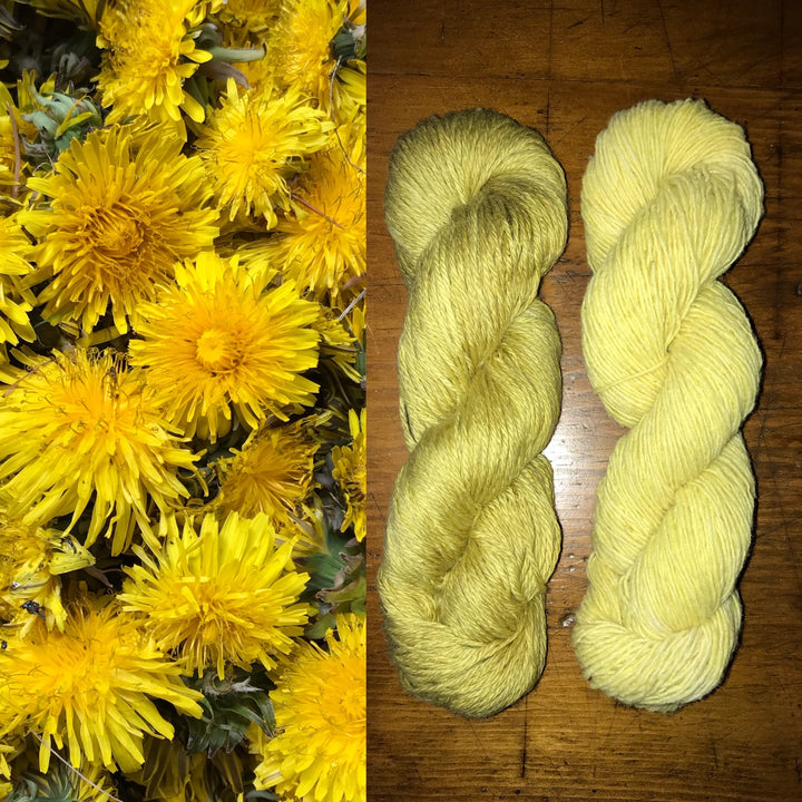Dandelion
