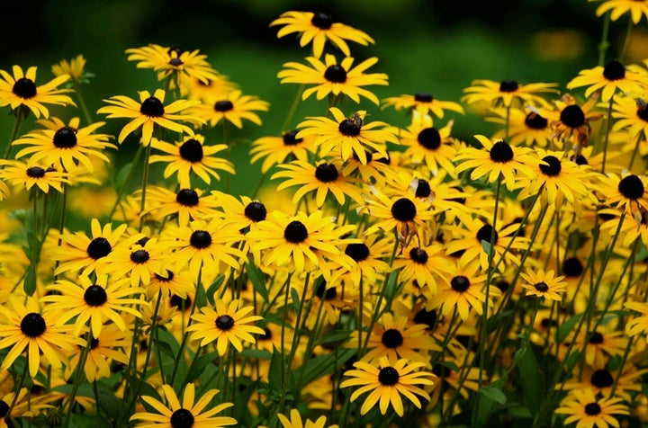 Black-eyed Susan