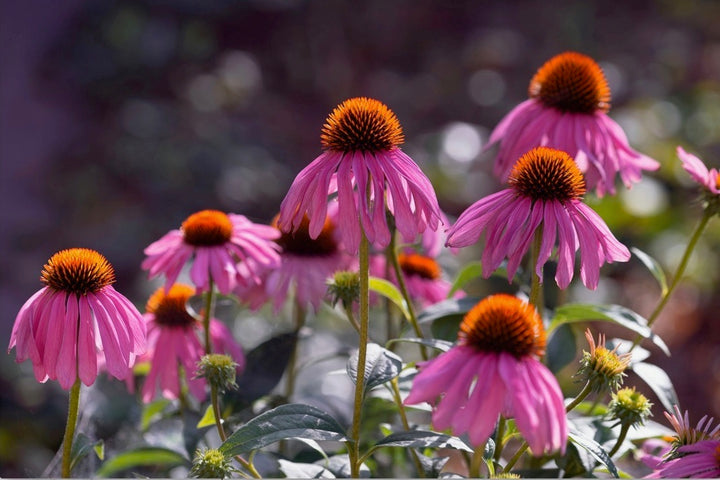 Coneflower