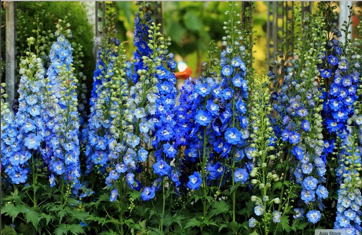 Delphinium