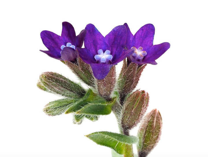 Alkanet