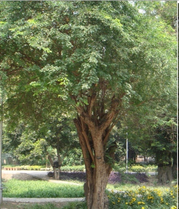 Logwood