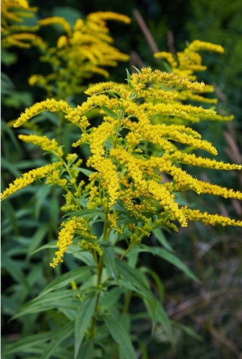 Goldenrod