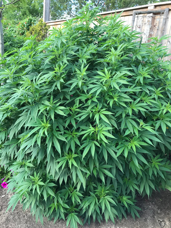 Cannabis