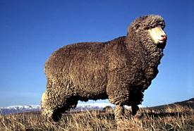 Polwarth