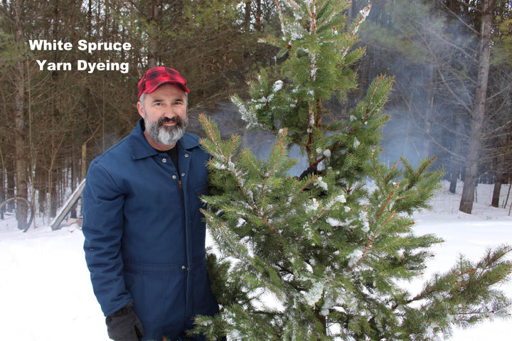 White Spruce