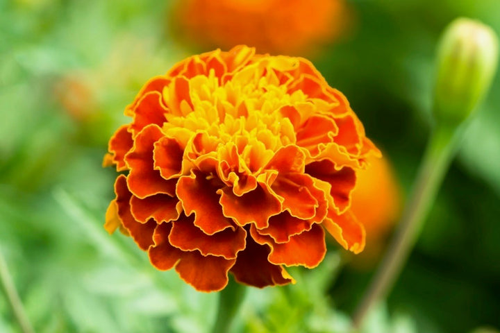 Marigold
