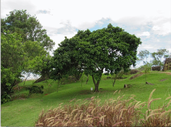 Brazilwood