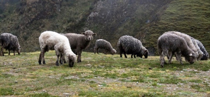 Peruvian Highland