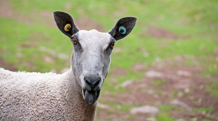 Bluefaced Leicester (BFL)