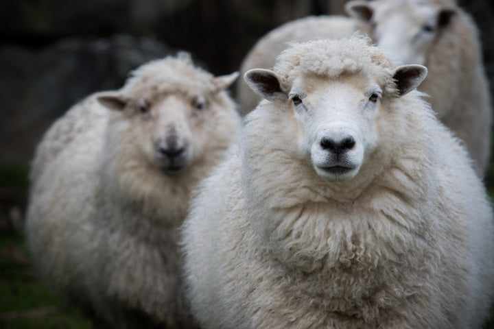 Merino